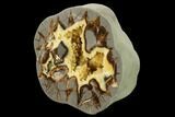 Polished, Crystal Filled Septarian Nodule (Half) - Utah #169528-2